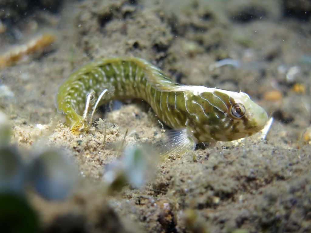 Blennidi